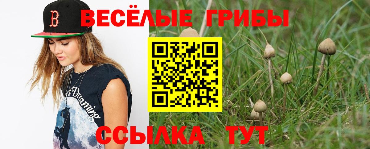 Галлюциногенные грибы Psilocybine cubensis Брянск